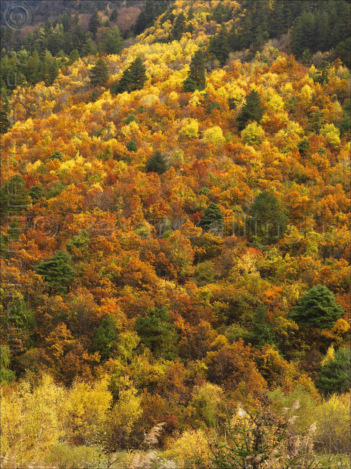 Peter Bellingham Photography Jiuzhaigou National Park - China SQ V (PBH4 00 15802)